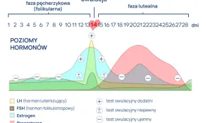 Wykres cyklu menstruacyjnego: faza pęcherzykowa, owulacja, faza lutealna. Poziomy hormonów LH, FSH, estrogenu i progesteronu.