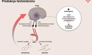 Schemat produkcji testosteronu: podwzgórze wydziela GnRH, który stymuluje przysadkę do produkcji LH i FSH. LH pobudza komórki Leydiga do produkcji testosteronu, a FSH komórki Sertolego do produkcji plemników. Czy ostaryna blokuje ten proces?
