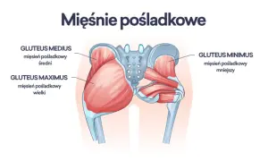 Ilustracja anatomiczna przedstawiająca mięśnie pośladkowe: wielki, średni i mniejszy.