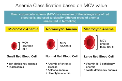 Porównanie wielkości erytrocytów: mikrocytarna anemia (małe), normocytarna (normalne), makrocytarna (duże). Niskie erytrocyty mogą oznaczać mikrocytarną anemię.