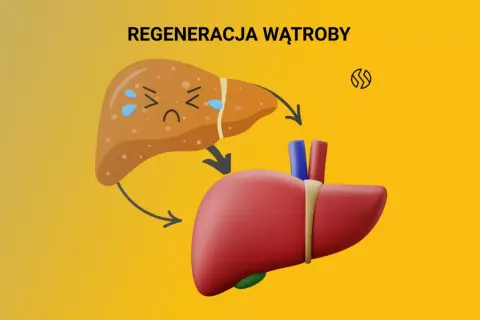 Ilustracja przedstawia proces regeneracji wątroby. Smutna, chora wątroba przechodzi transformację w zdrową, czerwoną. Dowiedz się, czym zregenerować wątrobę.