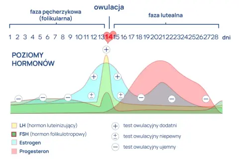 Wykres cyklu menstruacyjnego: faza pęcherzykowa, owulacja, faza lutealna. Poziomy hormonów LH, FSH, estrogenu i progesteronu.