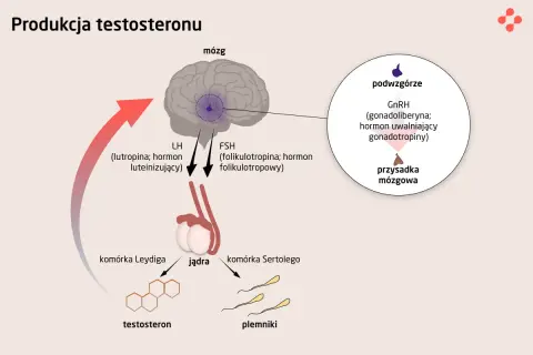 Schemat produkcji testosteronu: podwzgórze wydziela GnRH, który stymuluje przysadkę do produkcji LH i FSH. LH pobudza komórki Leydiga do produkcji testosteronu, a FSH komórki Sertolego do produkcji plemników. Czy ostaryna blokuje ten proces?