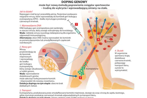 Ilustracja pokazuje doping genowy, gdzie wirusy wprowadzają DNA do komórek, by zwiększyć produkcję erytropoetyny i liczbę czerwonych krwinek, poprawiając wydolność sportowca.