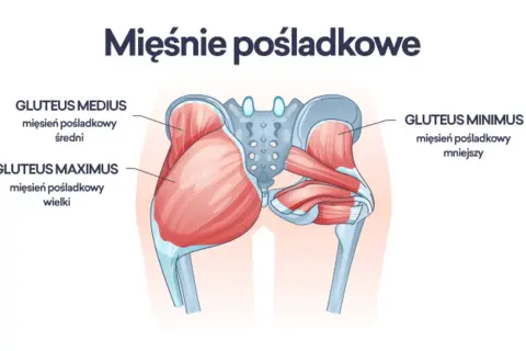 Ilustracja anatomiczna przedstawiająca mięśnie pośladkowe: wielki, średni i mniejszy.