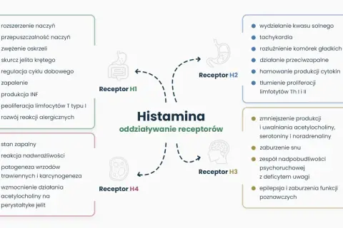 Schemat przedstawia działanie histaminy na receptory H1-H4, wpływając na objawy związane z nietolerancją histaminy, np. zapalenie, reakcje alergiczne.