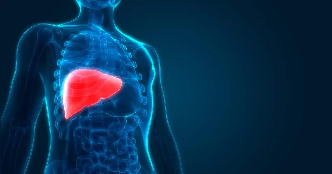 Anatomia człowieka: świecąca na czerwono wątroba, kluczowa dla metabolizmu i produkcji fosfatazy zasadowej.