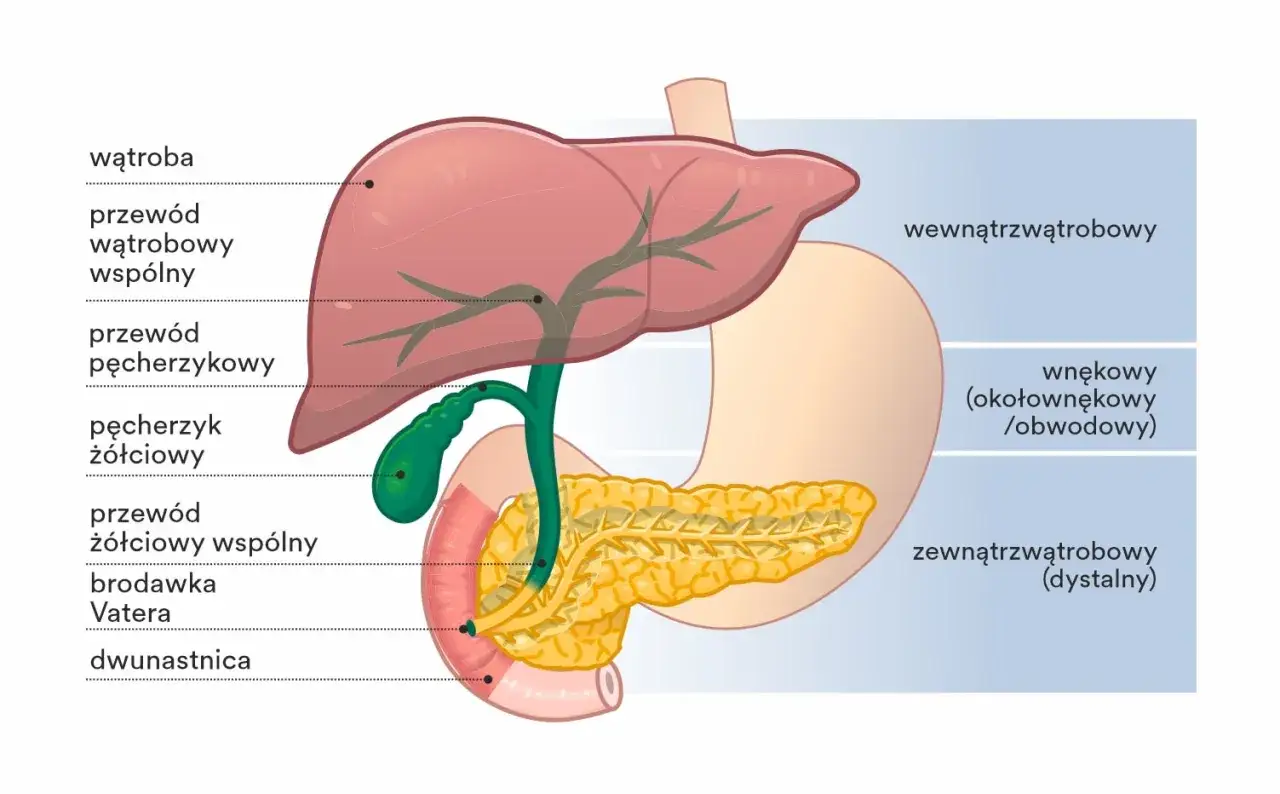 Anatomia wątroby, dróg żółciowych i trzustki. Widoczny pęcherzyk żółciowy, przewody i dwunastnica.