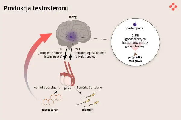 Schemat produkcji testosteronu: podwzgórze wydziela GnRH, który stymuluje przysadkę do produkcji LH i FSH. LH pobudza komórki Leydiga do produkcji testosteronu, a FSH komórki Sertolego do produkcji plemników. Czy ostaryna blokuje ten proces?